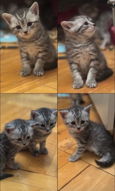 домики для кошек баку: Tabbi, Yaxşı əllərə