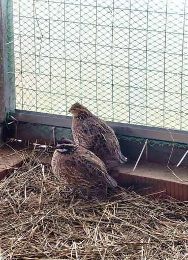 машины на продажу бишкек: Продаю | Петух, Куры