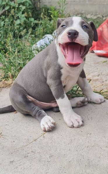 Psi: Američki Stafordski terijer, plavi štenci Na prodaju dva muška šteneta — 8