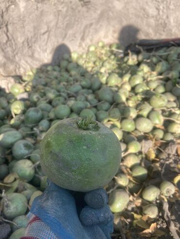 электрический матрас с подогревом бишкек: Редька зелёная (маргеланский сорт). Свежий урожай с поля. -