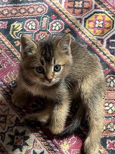 Животные: 3 месяца, Мальчик, Метис, Приучена к лотку, Проглистована — 3