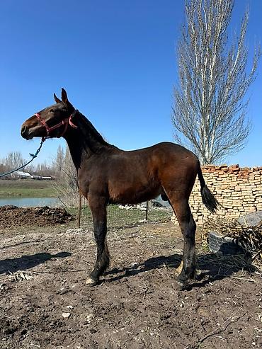 Лошади, кони: Продаю | Конь (самец), Жеребенок | Для разведения, Конный спорт at lalafo.kg — 8 Лошади, кони: Продаю | Конь (самец), Жеребенок | Для разведения, Конный спорт — 8