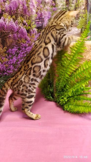 Продажа кошек: Красивейшие Бенгальские котята 3мес девочки и мальчики. Проф питомник at lalafo.kg — 8 Продажа кошек: Красивейшие Бенгальские котята 3мес девочки и мальчики. Проф питомник — 8