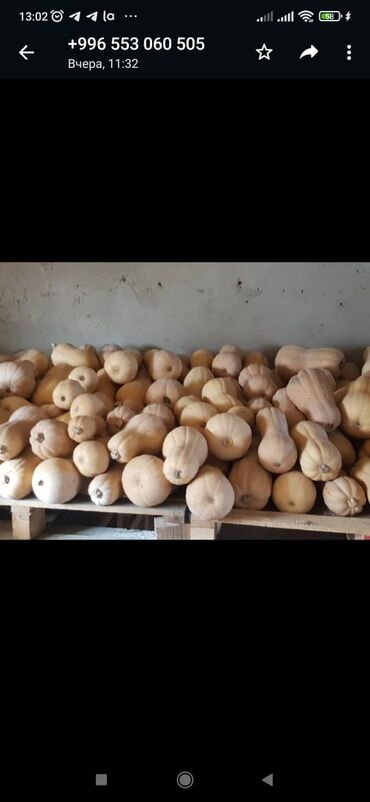 семечки тыквы in Кыргызстан | ОВОЩИ, ФРУКТЫ: Продаю тыкву сорт Матильда 15 тонн