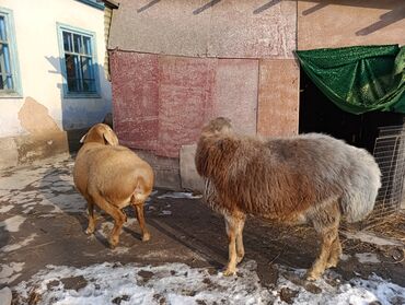 бодоно сатылат: Продаю Пара кочкор и Матка, кочкор возраст три года матка ТоГоРоК