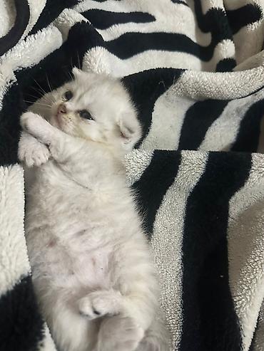 Pişiklər: Şotland yastı qulaq — 16