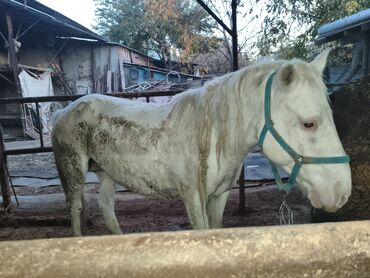 французский бульдог цена щенка: Продаю | Кобыла (самка) | Рабочий