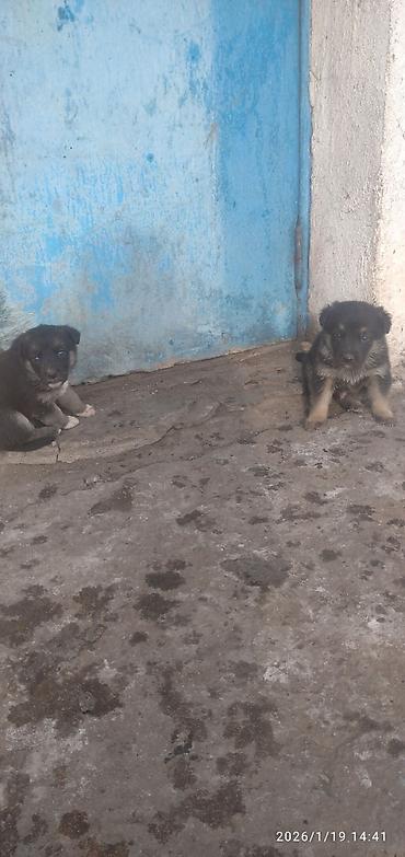 Продажа собак: Овчарка, 1 месяц, Самка at lalafo.kg — 3 Продажа собак: Овчарка, 1 месяц, Самка — 3