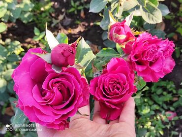 Садовые цветы и кустарники: Саженцы цветка: Розы — 8