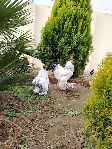 Toyuqlar: Toyuq, Brama, Damazlıq — 3