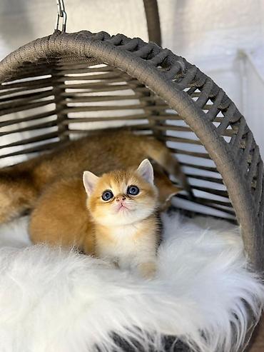 Pişiklər: Britan — 9