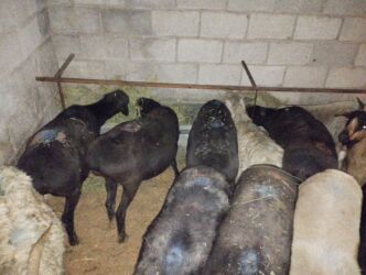 сельскохозяйственные животные продажа: Продаю | Овца (самка) | Полукровка | Для разведения