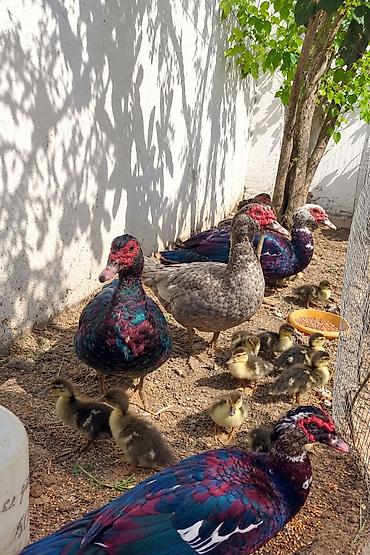 Sadace bala ördekler satlir 10 dene bala qalib 15 günlük dürler Ünvan