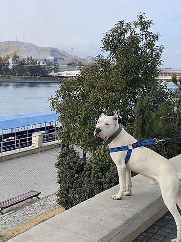 hovsanda cuce satisi: Doq, 10 ay, Erkək, Peyvəndli — 4