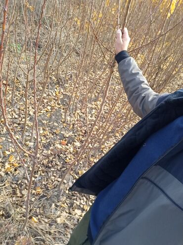 Şitillər: Ərik Tingləri . "Saglam Tinglər Saglam Bagçiliqin Təminatidir"🌱 Yeni — 11