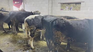 Коровы, быки: Продаю | Тёлка | На откорм | Привязанные — 9