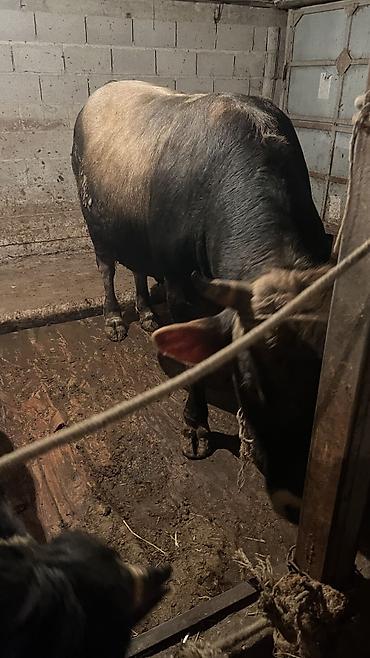 Коровы, быки: Продаю | Бык (самец) — 11