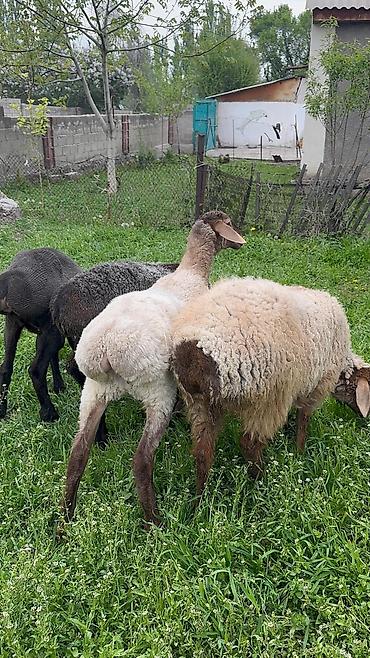 Баран, овца: Продаю | Ягненок | Для разведения — 2