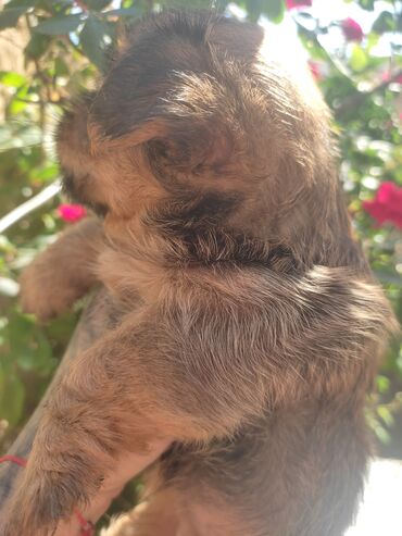 İtlər: Pekines, 3 ay, Dişi, Ünvandan götürmə — 4