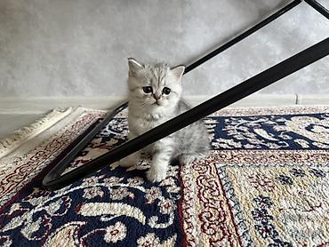Продажа кошек: Шотландские котята (окрас серебристый шиншилла/силвер шейдед) - — 1