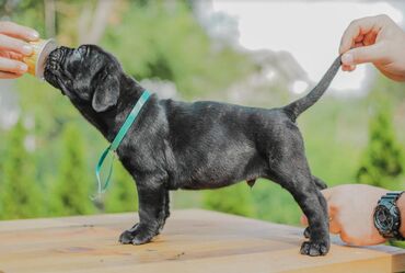 Psi: Postanite vlasnik jednog od naših vrhunskih Cane Corso štenaca — 16