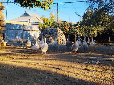 Satlıq qaz sürüsü - Növ: Ağ və boz yerli qazlar - Say: 17 baş