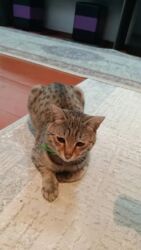 купить породистую кошку: Мальчик, С прививками