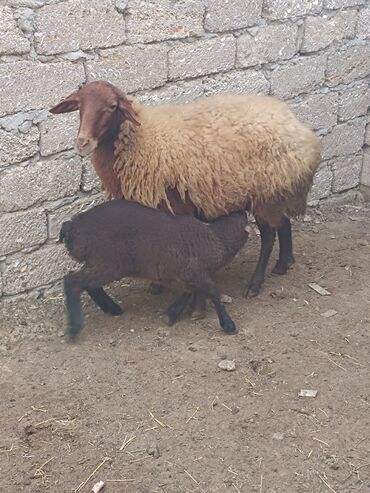 Qoyunlar, qoçlar: Dişi, Qala, il: 2, Ünvandan götürmə — 6