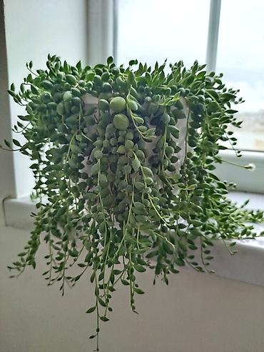 Другие растения: Succulent – Senecio rowleyanus (String of Pearls) asma formada - — 1