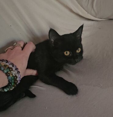 мейн кун бишкек питомник lyubushka купить котенка цена фото: 3 айлык, Ургаачы, Кара, Лотокко барууга үйрөтүлгөн