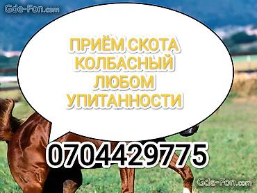 живой фарель: Частное лицо, Колбасный цех : Коровы, быки, Лошади, кони, | Любое состояние, Забитый, Круглосуточно — 1