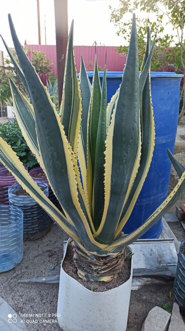 aqava: Aloe və aqavalar