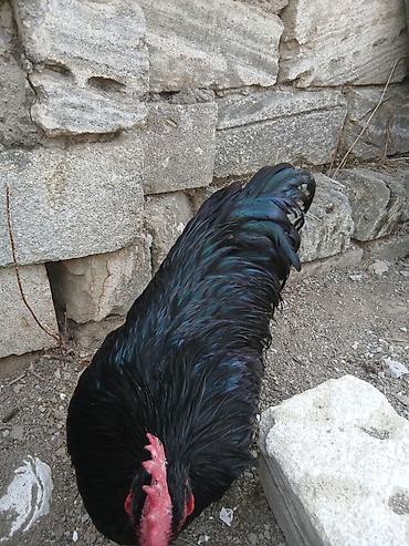 yorga at satilir: Qara rəngli xoruz - Cins: Qara rəngli yerli xoruz (parıltılı — 2