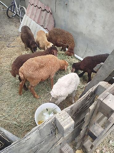 pekines ağ: Satış üçün quzu/qoyun sürüsü - Şəkillərdə müxtəlif rəngdə (ağ — 3