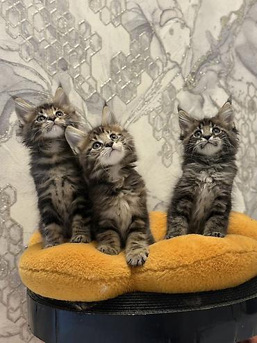 маленькая кошка: Породистые котята мейн-кун (окрас: коричневый тигровый табби). Крупный — 2