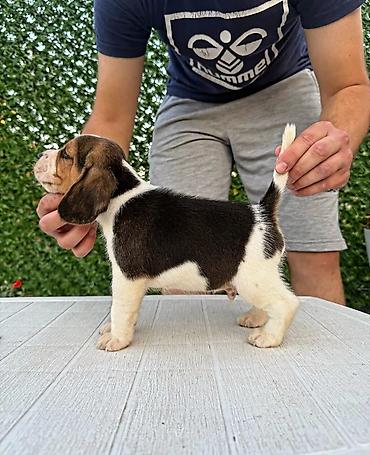 Psi: ŠTENCI BIGLA – The Lovely Dogs Pogledajte vrhunski kvalitet naših — 12