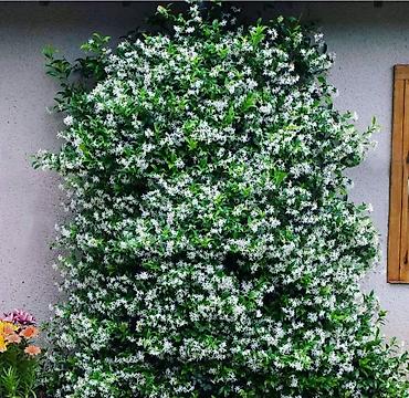 bitki dərmanları satışı: Visderia satışı 🌿 Kalistamon satışı 🌺 Ətirli Jasmin satışı 🌸 Bağ — 2