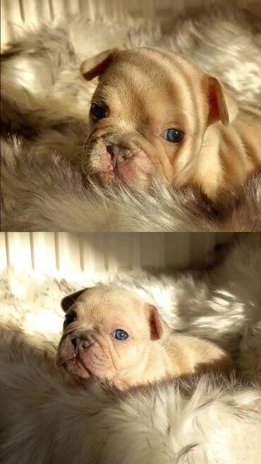 Psi: Francuski buldog štenci egzotičnih boja veseli umiljati, stručno — 5