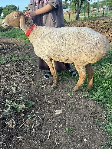 Баран, овца: Продаю | Овца (самка) | Для разведения — 1