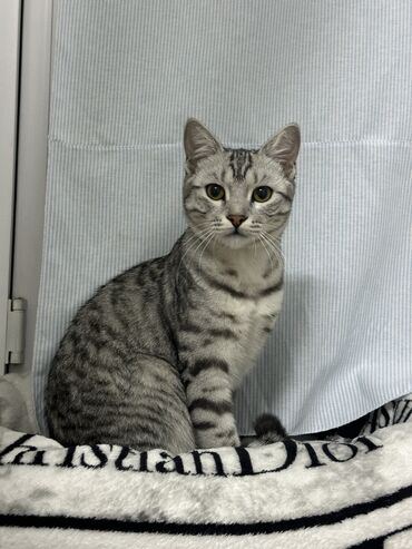 мейн кун бишкек 😺 питомник lyubushka 🐈 купить котенка 🐾 цена фото: Ит кууту: Британ кыска жүндүү, Эркек, 1 жаш