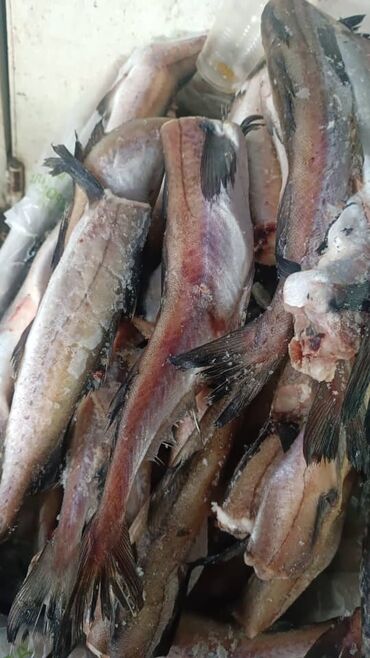 Птица: Курица :, До 1 кг, 1 кг, 2 кг, Платная доставка — 18