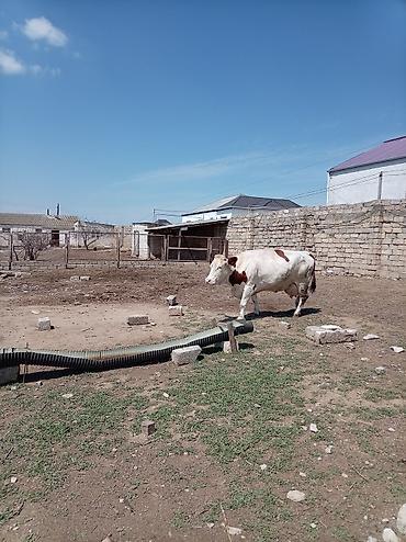 Inəklər, öküzlər: Südlük inək – 4 baş - Cins: qarışıq südlük (qara-ağ və ağ-qəhvəyi — 2