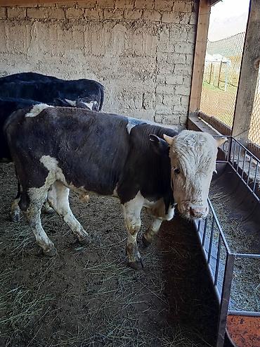 Коровы, быки: Продаю | Бык (самец) | На откорм — 3