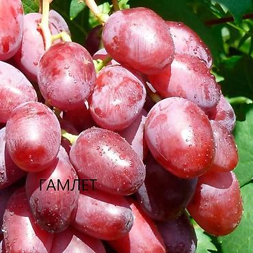 Виноград: НОВИНКИ СЕЛЕКЦИИ ВИНОГРАДА ПРЕМИАЛЬНОГО УРОВНЯ ! ДОМАШНИЙ СЛАДКИЙ — 2