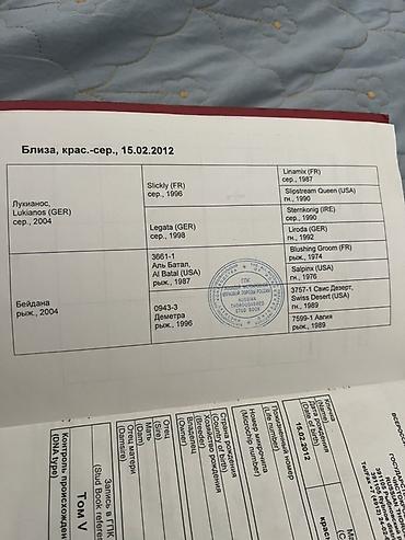 кунаи: Продаю | Кобыла (самка) | Для разведения | Племенные — 4