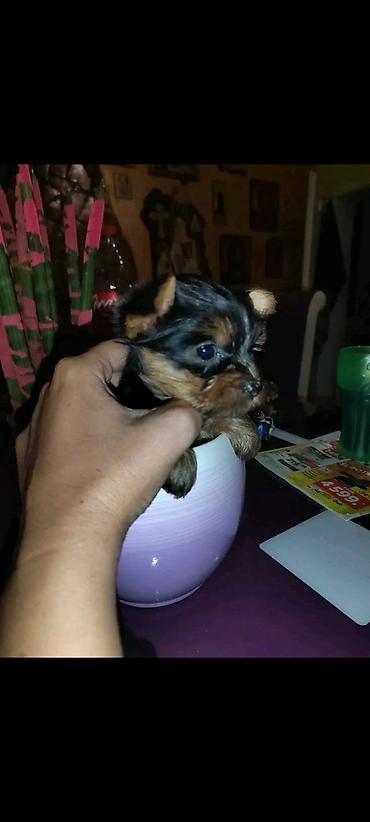 Psi: Jorkšir terijer – štenci iz kućnog legla majka ima kilo i po otac 980 — 9