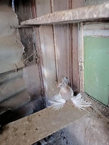 Птицы: Продаю молодых голубей 1 шт стоит пятьсот сом окончательно родители — 5