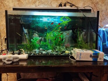 akvaryum balıkları satış: Akvaryum super vəziyyətdədir 3 ayın akvasidir çatı qırığı heç nəyi