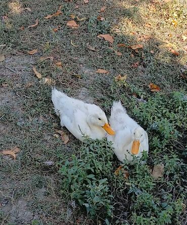 İtlər: Ağ Pekin ördəkləri – cütlük - Rəng: qar kimi ağ lələklər, narıncı