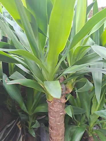 Ostale kućne biljke: Sanseverije, velike biljke sa prve, druge i trece slike su 3500 — 8